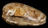 Wide Polished Fossil Clam - Jurassic #12072-1
